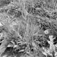 1985 Plants &amp; Log