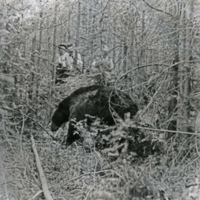 Wallowa County, Bear
