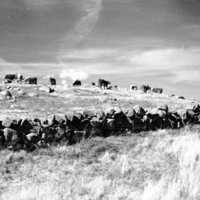 1978 Livestock, Cattle &amp; Pigs 01
