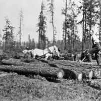 Logging Operation, WA 1