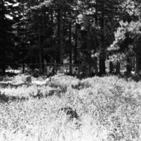 1981 Wallowa Mt. Field Station 28