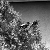 1977 Birds, Migratory 03