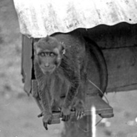 A monkey, named Jocko, sitting on a ledge of a small habitat that is raised off of the ground by a wooden pole.
