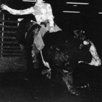 80's Rodeo, Bull Riding