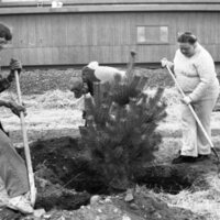 1985 Soroptimist Tree Plantings 11