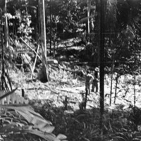 Dobodura Jungle 5