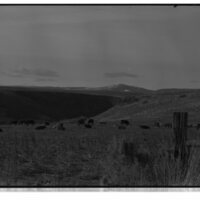 1989 Livestock, Cattle 02