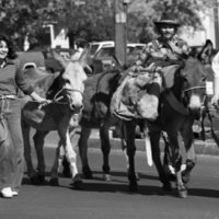 1981 Homecoming Parade, Donkeys 01