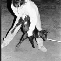 1991 Rodeo, Roping Practice 11