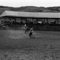 1981 Rodeo, Calf Roping 02
