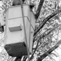 1988 Employee, Tree Trimming 03