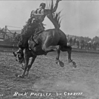 Rodeo, Bucking Bronco 7