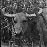 Binmaley, Carabao