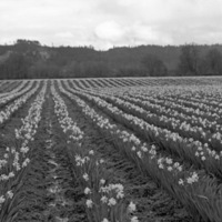 Farm, Daffodils 2