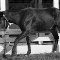 1981 Mule Rodeo, Pack Mule 03