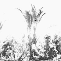 Dobodura Palm Trees 4