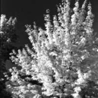 1977 Campus Tree 1