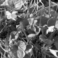 1985 Flowers 01