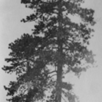 Oregon, Trees 1