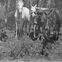 Reuter Group-G, Horses