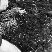 1980 Agriculture Study 14