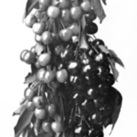 Cove, Cherry Fair Cherries 1