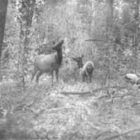Idaho, Elk 2