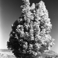 1977 Campus Tree 2