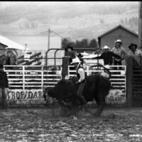 1991 Eastern Rodeo, Bull Riding 05