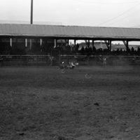 1981 Rodeo, Bulldogging 04