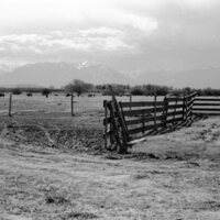 1978 Livestock, Cattle &amp; Pigs 03