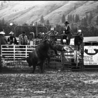 1991 Eastern Rodeo, Bull Riding 02