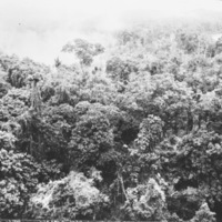 Aerial, Jungle