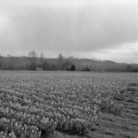 Farm, Daffodils 5