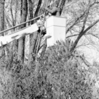 1988 Employee, Tree Trimming 08