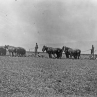 Farm, Plowing 1
