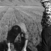 1980 Agriculture Study 08