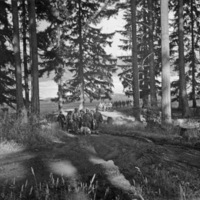 Dozens of soldiers walking in a line along a dirt path in an area surrounded by tall trees.  There is a dog with the men in the front.  