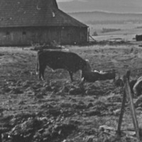 1985 Agriculture, Ranch 08