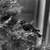 1977 Birds, Migratory 08
