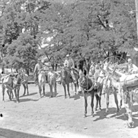 Cove, Pack Mules 1