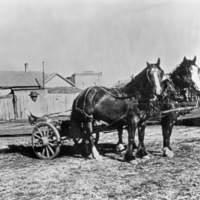 Elgin, Horse Team &amp; Driver