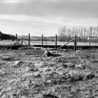 1978 OSU Union Experimental Field Station, Livestock 08<br /><br />
<br /><br />

