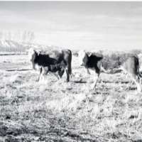 1978 OSU Union Experimental Field Station, Livestock 03