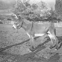 La Grande, Donkey