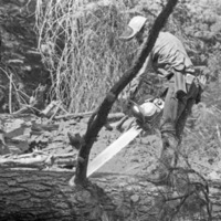 California, Sierras Logger 4