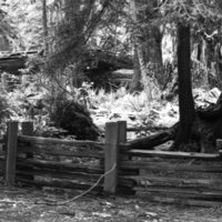 1980 Redwoods 03
