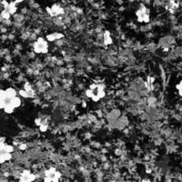 1981 Flowers 02