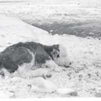 1979 Livestock, Calf