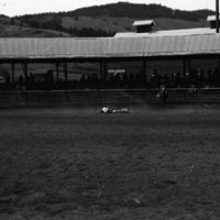 1981 Rodeo, Bulldogging 08